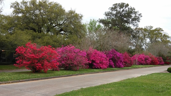 Bayou Teche Region of Atchafalaya National Heritage Area