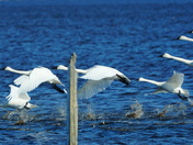 Pungo Unit