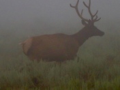 National Elk Reserve