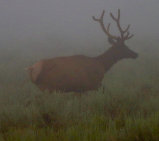 National Elk Reserve