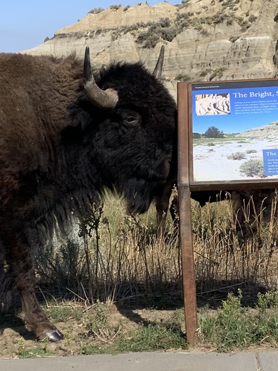 Theodore Roosevelt NP