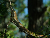 Croatan National forest