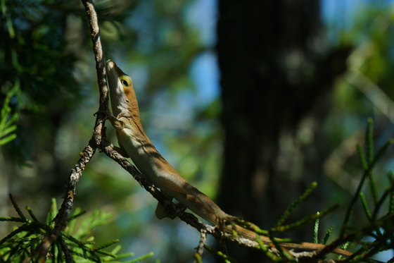 Croatan National forest