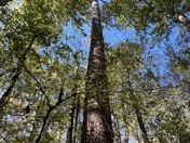 Congaree National Park