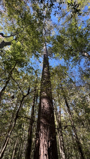 Congaree National Park