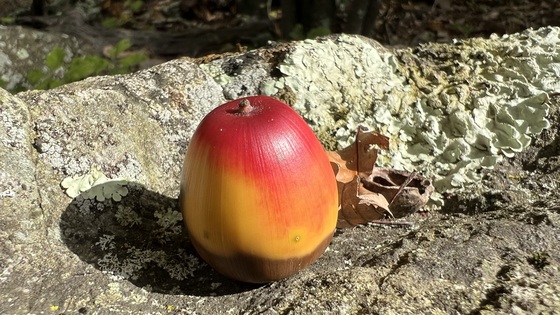 Catoctin Mountain Park