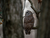 Barred Owl