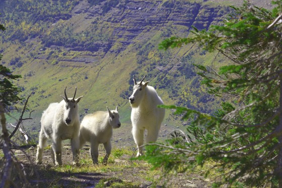 Glacier National Park
