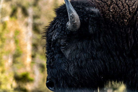 Yellowstone National Park