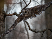 Barred Owl