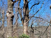 Blue Ridge Parkway