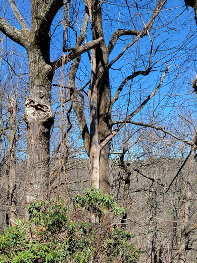 Blue Ridge Parkway