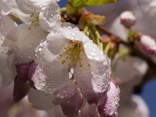 Magnolias at High Park