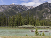 Mountain Trees, Mountain Streams