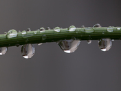 Sweet Summer Rain: Raindrops and Bokeh Close Up