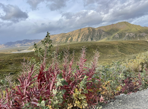 Denali National Park