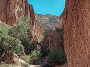 Gila National Forest