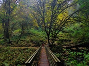 Redwoods National and State Parks