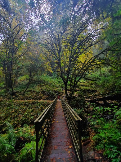 Redwoods National and State Parks