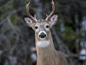 Buck #1 Portrait