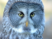 Great Grey Owl