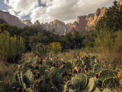 Zion National Park