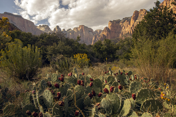 Zion National Park