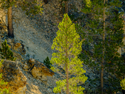 Yellowstone NP