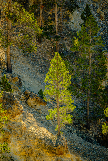 Yellowstone NP