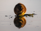 Munching Muskrat