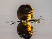 Munching Muskrat