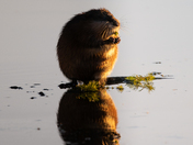 Munching Muskrat