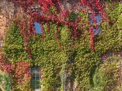 OUTDOOR FALL WINDOW SHEERS