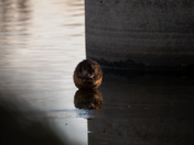 Muskrat