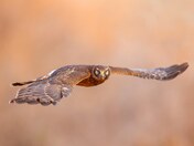 Female northern harrier 2023