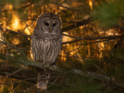 Backlit Barred Owl