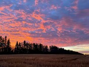 Cropfield in November