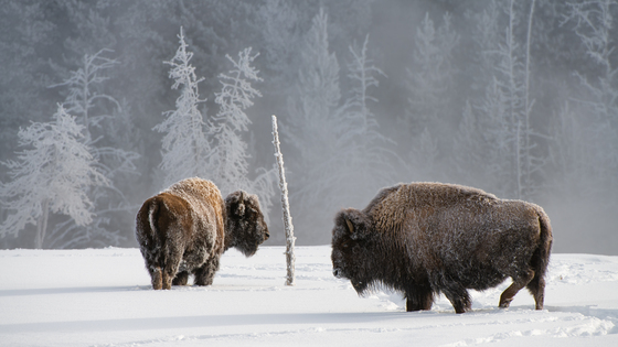 Yellowstone National Park