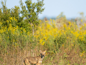 Alligator River National Wildlife Refuge