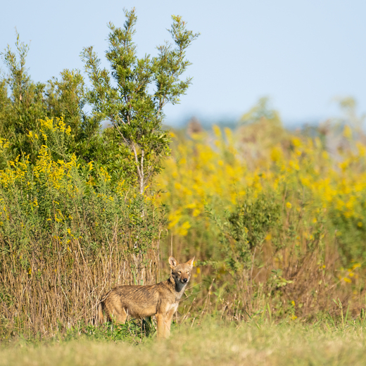 Alligator River National Wildlife Refuge