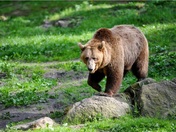 Niezapomniana Przygoda z Niedźwiedziem w Serce Kanady!