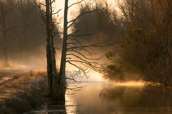 Pungo Unit of Pocosin Lakes NWR