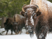 Yellowstone NP