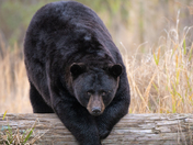 Alligator River National Wildlife Refuge