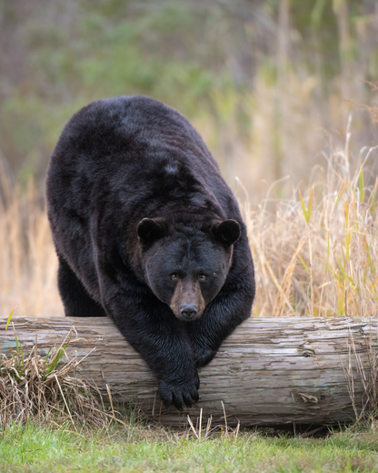 Alligator River National Wildlife Refuge