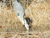 Alligator River NWR