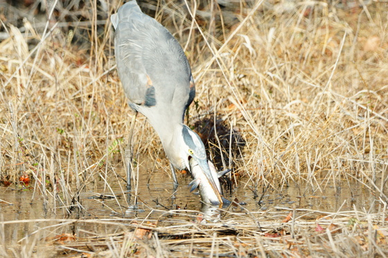 Alligator River NWR