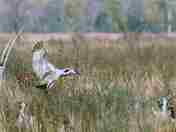 Sandhill Cranes in the marsh