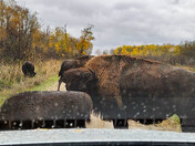 Bison Drive