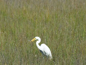 Croatan National Forest